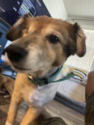 Lost Female Dog last seen Kuna Idaho high school , Kuna, ID 83634