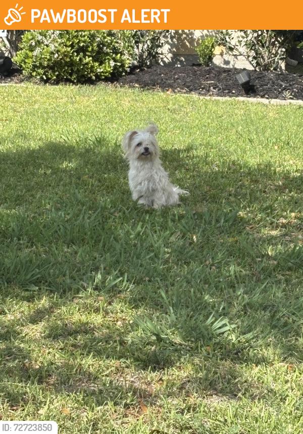 Found/Stray Male Dog last seen Bonbrook Plantation neighborhood , Fort Bend County, TX 77469