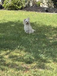 Found/Stray Male Dog last seen Bonbrook Plantation neighborhood , Fort Bend County, TX 77469