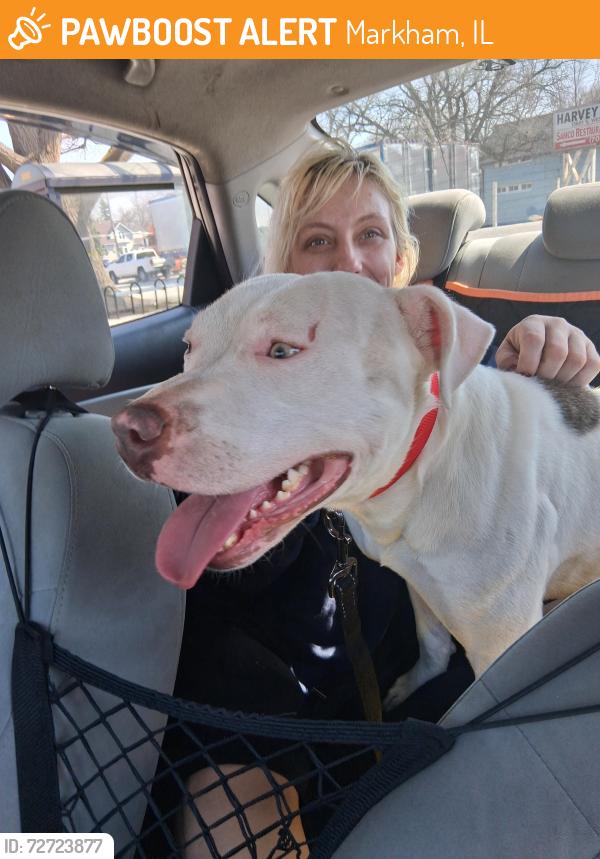 Found/Stray Male Dog last seen 159th and western , Markham, IL 60426