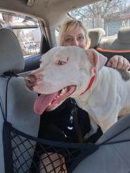 Found/Stray Male Dog last seen 159th and western , Markham, IL 60426