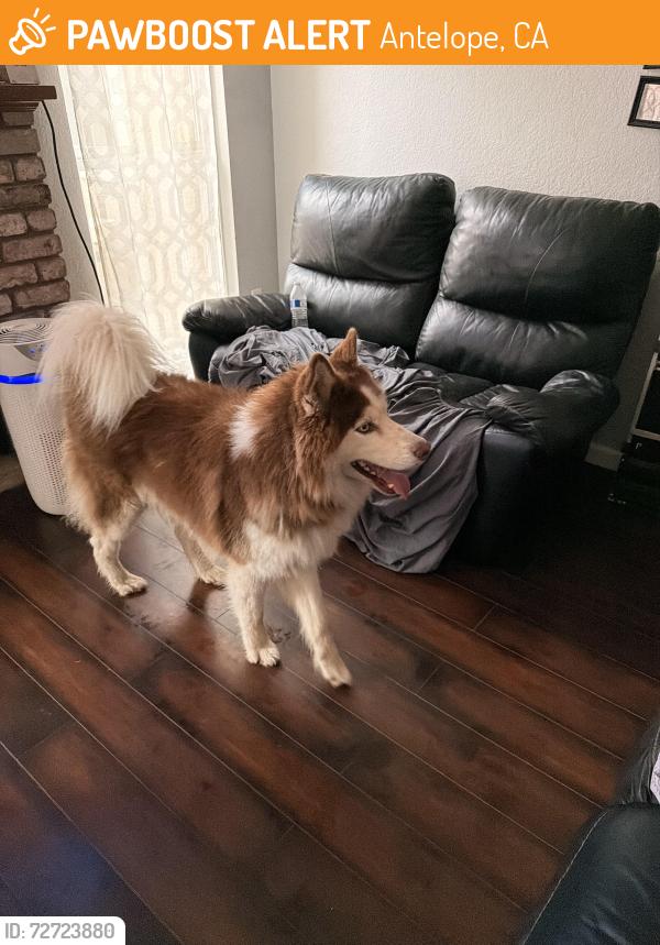 Found/Stray Male Dog last seen Vichy Circle , Antelope, CA 95843