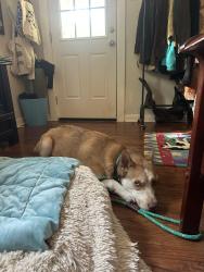 Found/Stray Male Dog last seen 10th and Meriden , Austin, TX 78703