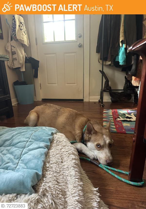 Found/Stray Male Dog last seen 10th and Meriden , Austin, TX 78703