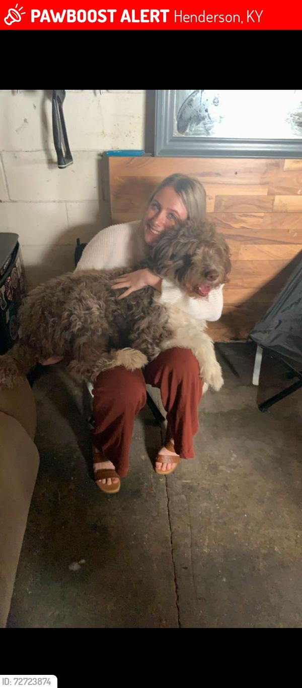 Lost Male Dog last seen Atkinson st, Darriete, Pringle st, Henderson, KY 42420