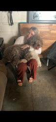 Lost Male Dog last seen Atkinson st, Darriete, Pringle st, Henderson, KY 42420
