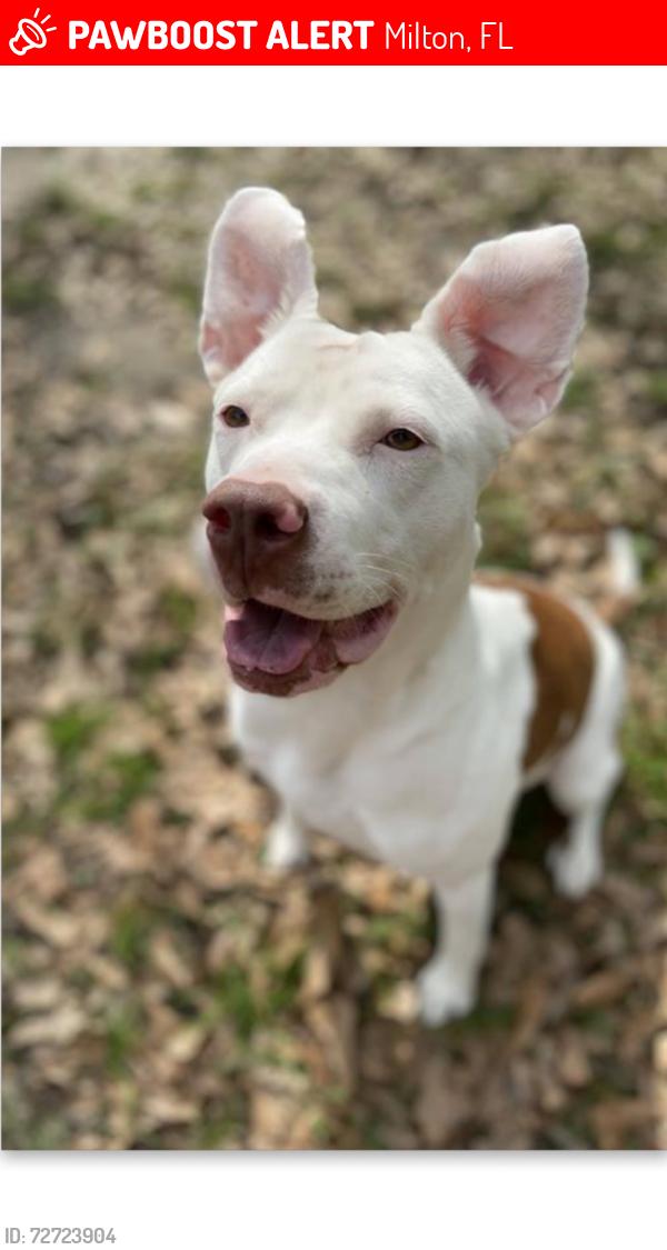Lost Female Dog last seen Munson Hwy close to Al line, Milton, FL 32570
