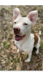 Lost Female Dog last seen Munson Hwy close to Al line, Milton, FL 32570