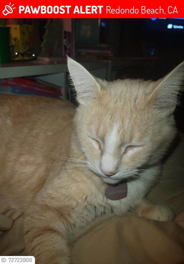Lost Male Cat last seen Phelan and Vanderbilt, Redondo Beach, CA 90278