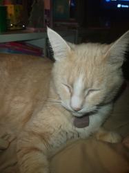 Lost Male Cat last seen Phelan and Vanderbilt, Redondo Beach, CA 90278