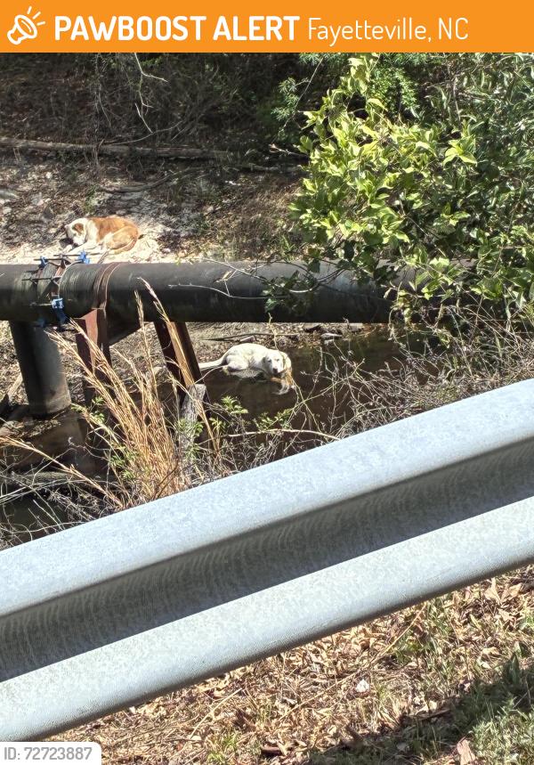 Found/Stray Unknown Dog last seen Down in creek area off Edgecombe Exd Avenue , Fayetteville, NC 28301