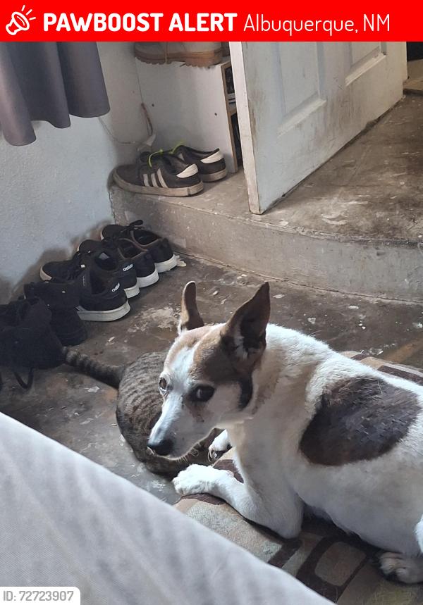 Lost Male Dog last seen Lomas juan tabo, Albuquerque, NM 87112