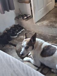 Lost Male Dog last seen Lomas juan tabo, Albuquerque, NM 87112