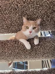 Lost Male Cat last seen Barnett Rd, Across from Mcniel Middle School, Wichita Falls, TX 76310
