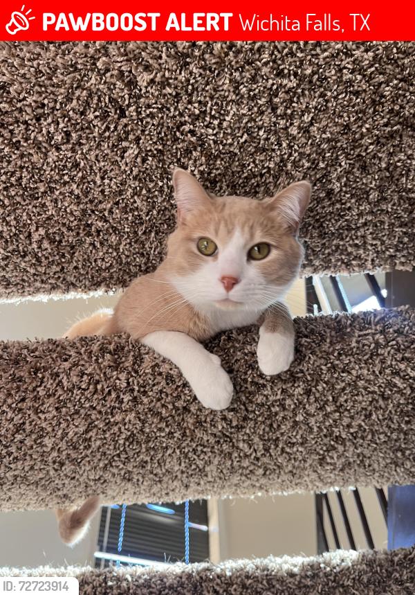 Lost Male Cat last seen Barnett Rd, Across from Mcniel Middle School, Wichita Falls, TX 76310
