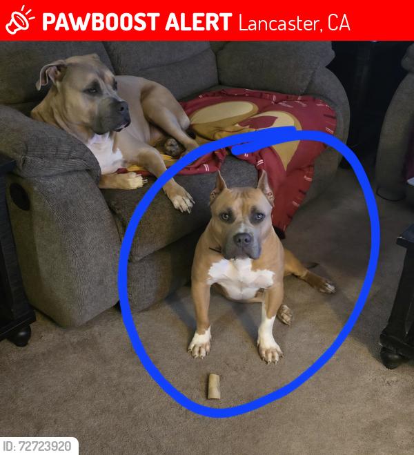 Lost Female Dog last seen Near Ave K and 10th street west , Lancaster, CA 93534