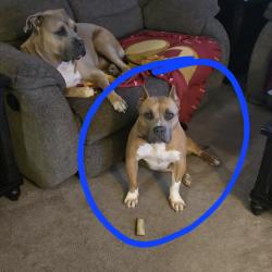 Lost Female Dog last seen Near Ave K and 10th street west , Lancaster, CA 93534
