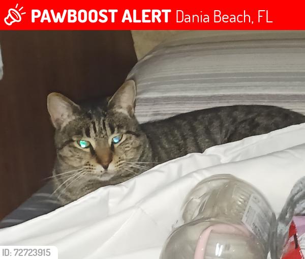 Lost Male Cat last seen SW 11th St & 2nd Ave/US-1, Dania Beach, FL 33004