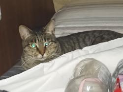 Lost Male Cat last seen SW 11th St & 2nd Ave/US-1, Dania Beach, FL 33004