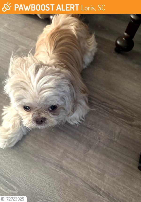 Found/Stray Male Dog last seen Red bluff crossroads neighborhood , Loris, SC 29569