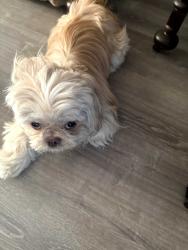 Found/Stray Male Dog last seen Red bluff crossroads neighborhood , Loris, SC 29569