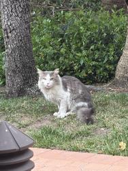 Found/Stray Unknown Cat last seen Shoup & Erwin St, Los Angeles, CA 91367