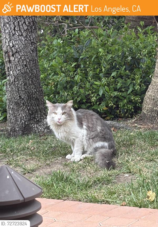 Found/Stray Unknown Cat last seen Shoup & Erwin St, Los Angeles, CA 91367