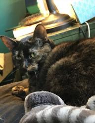 Lost Female Cat last seen Charlotte street , Millersville, PA 17551