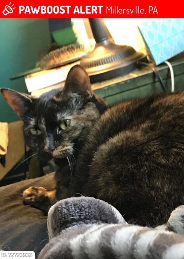Lost Female Cat last seen Charlotte street , Millersville, PA 17551