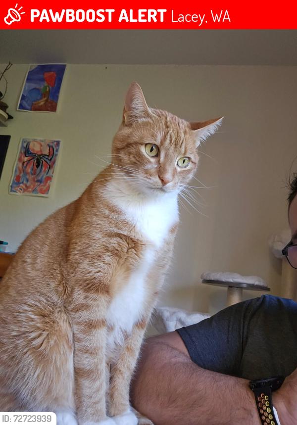 Lost Male Cat last seen Sleater Kinney , Lacey, WA 98506