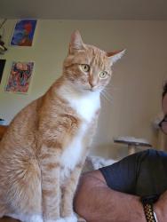 Lost Male Cat last seen Sleater Kinney , Lacey, WA 98506