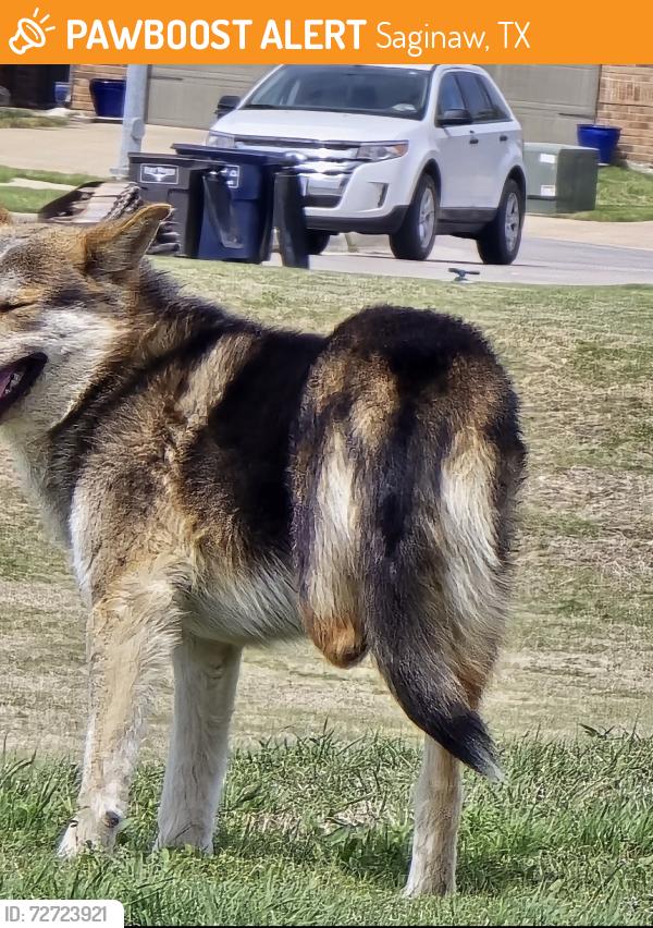 Found/Stray Male Dog last seen Picked up in the Saginaw area. Now at Henry’s Campus., Saginaw, TX 76179