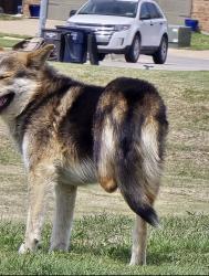 Found/Stray Male Dog last seen Picked up in the Saginaw area. Now at Henry’s Campus., Saginaw, TX 76179