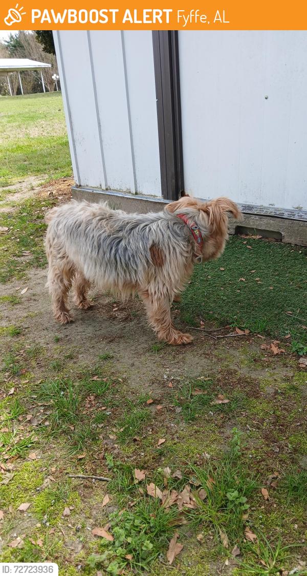 Found/Stray Male Dog last seen Hammond Rd., Fyffe, AL 35971