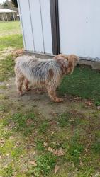 Found/Stray Male Dog last seen Hammond Rd., Fyffe, AL 35971