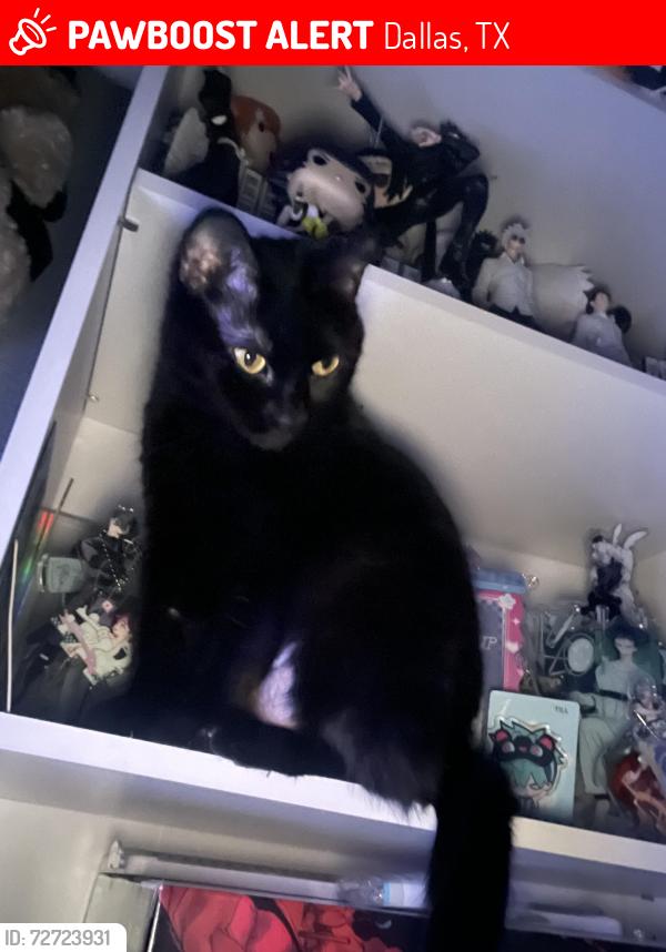 Lost Female Cat last seen Fire station , Dallas, TX 75215