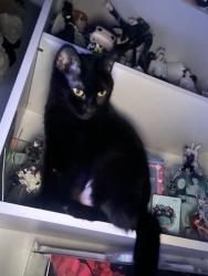 Lost Female Cat last seen Fire station , Dallas, TX 75215
