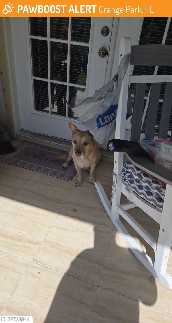 Found/Stray Female Dog last seen Slash Pine Court, Orange Park, Orange Park, FL 32073
