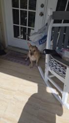 Found/Stray Female Dog last seen Slash Pine Court, Orange Park, Orange Park, FL 32073