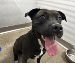 Shelter Stray Female Dog last seen JIB 5TH X D ST, San Bernardino, CA 92401