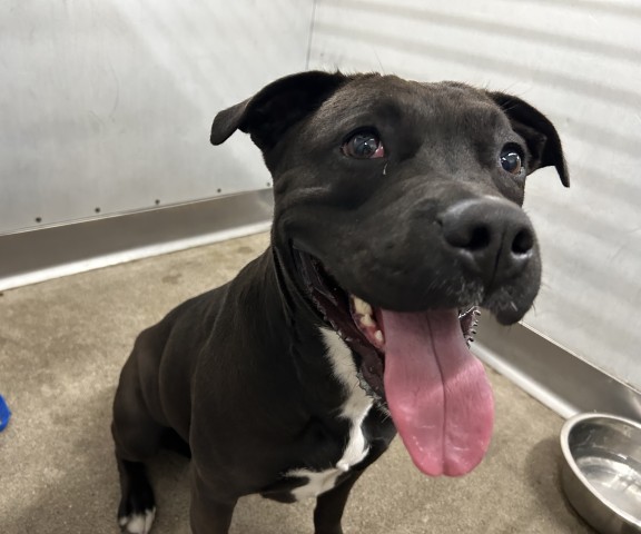 Shelter Stray Female Dog last seen JIB 5TH X D ST, San Bernardino, CA 92401