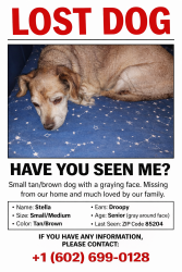 Lost Female Dog last seen Mesa, Az, Mesa, AZ 85201