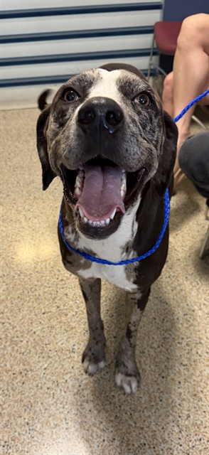 Shelter Stray Male Dog last seen LAS, Doral, FL 33122