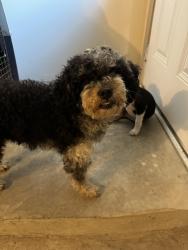 Found/Stray Female Dog last seen Eldridge parkway with Park Row Boulevard, Houston, TX 77084