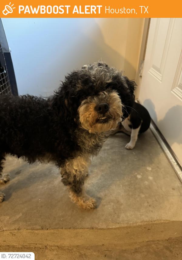 Found/Stray Female Dog last seen Eldridge parkway with Park Row Boulevard, Houston, TX 77084