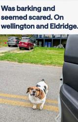 Found/Stray Unknown Dog last seen Wellington and Eldridge, Lakesite, TN 37343