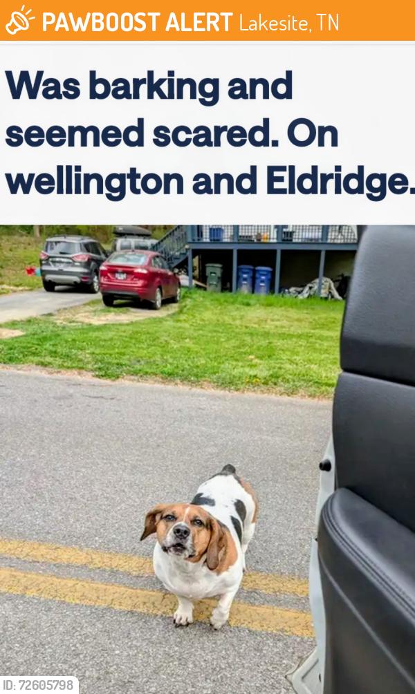 Found/Stray Unknown Dog last seen Wellington and Eldridge, Lakesite, TN 37343