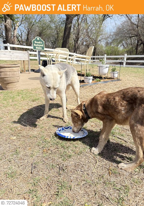 Found/Stray Unknown Dog last seen N. triple X Rd. Choctaw, Harrah, OK 73020