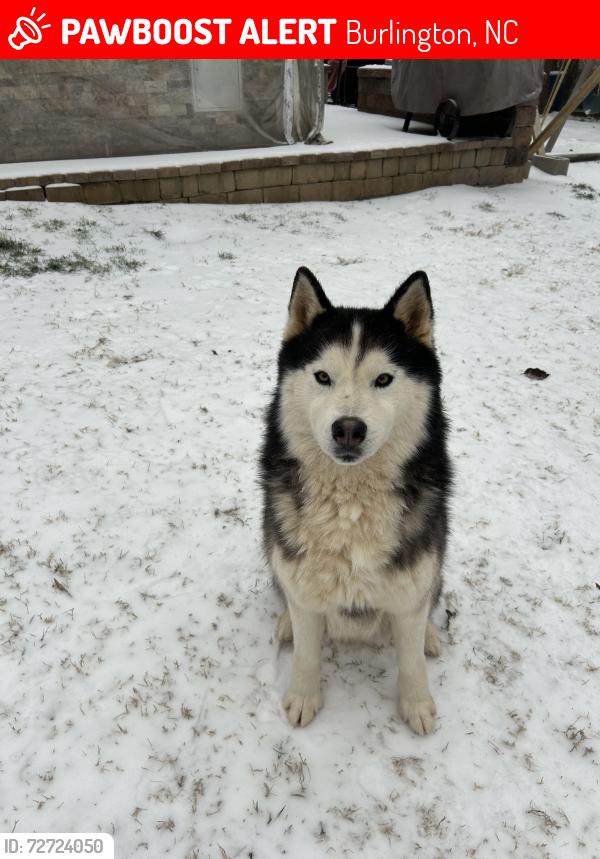 Lost Male Dog last seen N Graham Hopedale Rd, Burlington, NC 27217