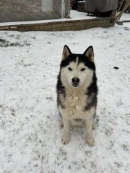 Lost Male Dog last seen N Graham Hopedale Rd, Burlington, NC 27217